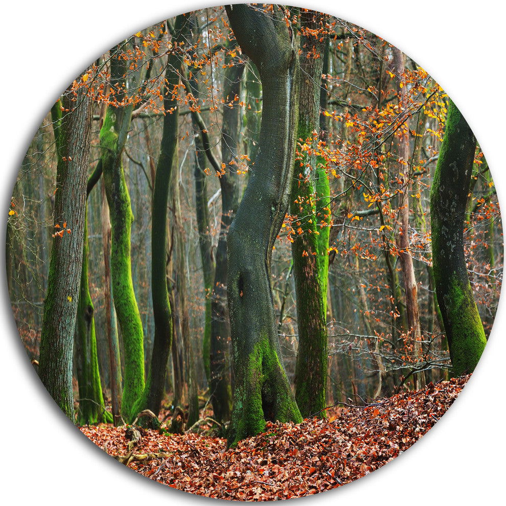 Autumn Forest In The Netherlands, Landscape Disc Metal Wall Art, 36"