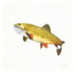 "Gone Fishin Brookie" Digital Paper Print by Elyse DeNeige, 32"x32"