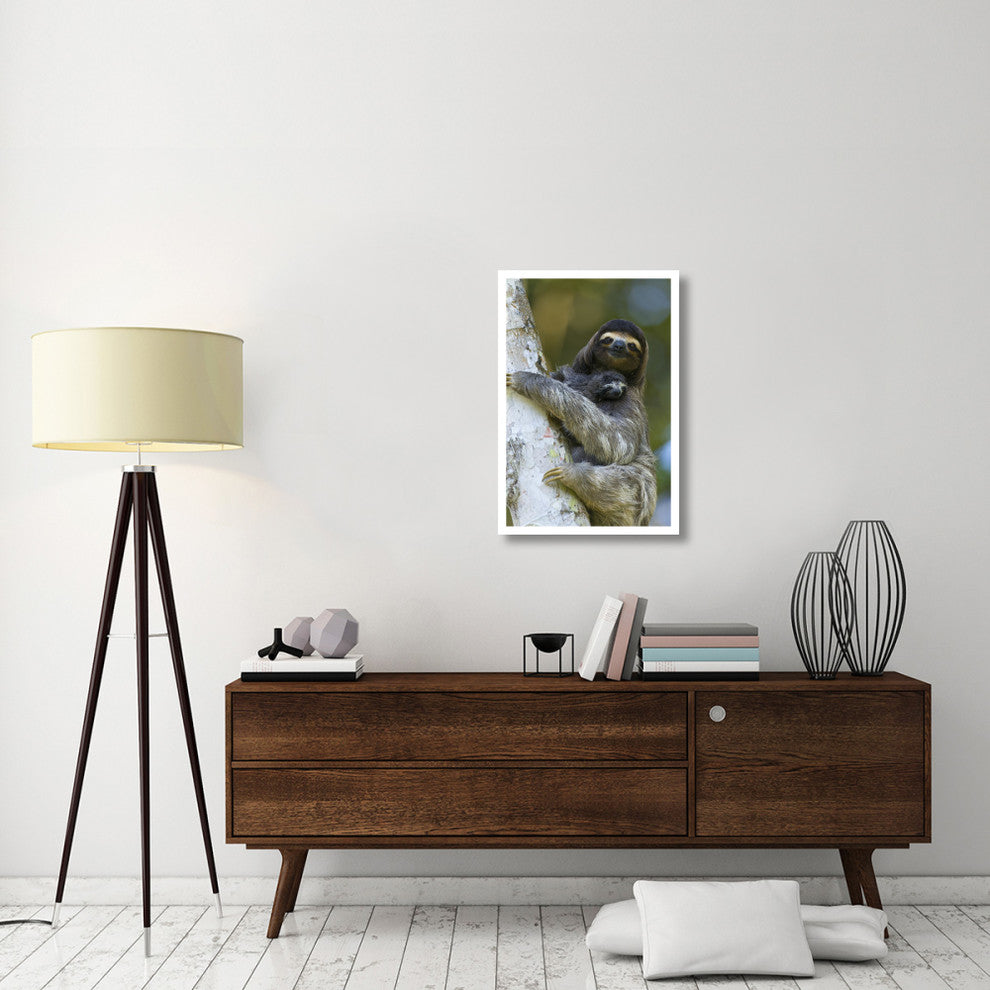 "Brown-throated 3-toed Sloth, baby, Aviarios Sloth Sanctuary" Paper Art, 22"x32"