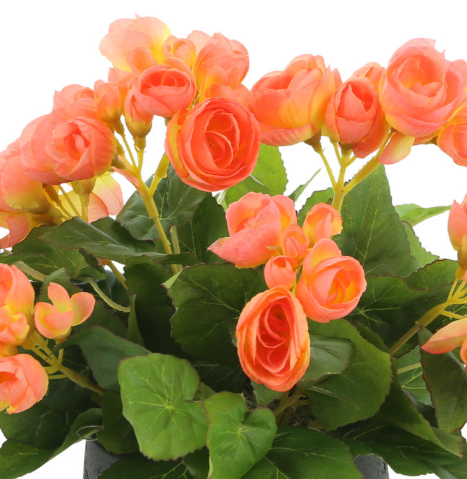 White background; close-up crop focusing on the flowers and leaves.