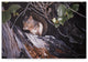 Ron Parker ''Red Squirrel In Salac'' Canvas Art, 19"x12"