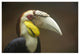 "Wreathed Hornbill male, Malaysia" Paper Print by Tim Fitzharris, 38"x26"