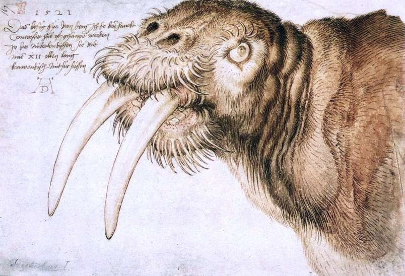 Albrecht Durer Walrus, 18"x27" Wall Decal