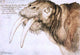 Albrecht Durer Walrus, 18"x27" Wall Decal