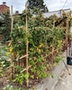 Bamboo Ladder 5' H, 16"W x 60"H
