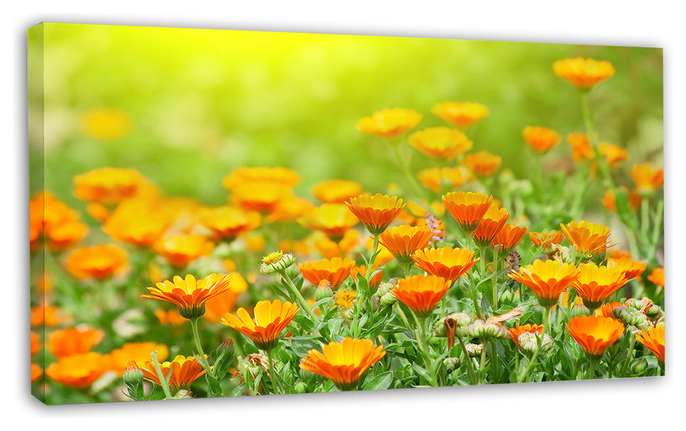 Yellow Marigold Flowers, Floral Canvas Art Print, 32"x16"