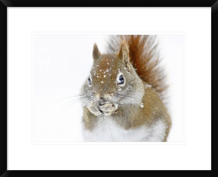 "Christmas Squirrel" Framed Digital Print by Mircea Costina, 24x20"