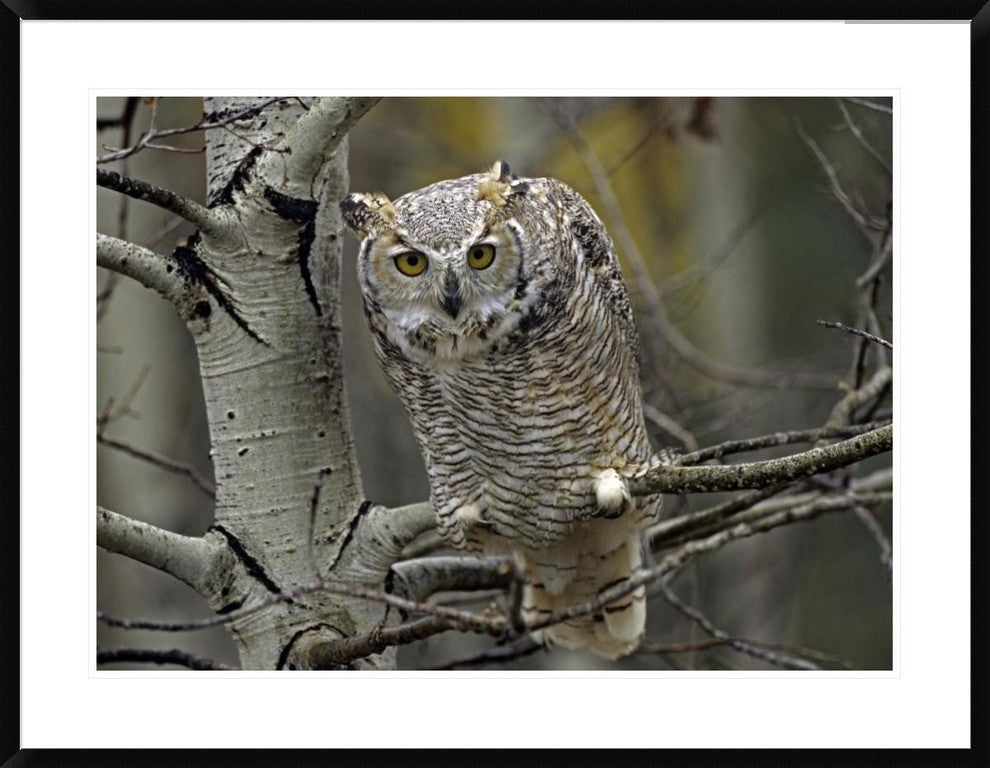 Great Horned Owl Pale Form, Kootenays, British Columbia, Canada, 38"x30"