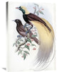 "Greater Bird of Paradise" Artwork, 20"x30"
