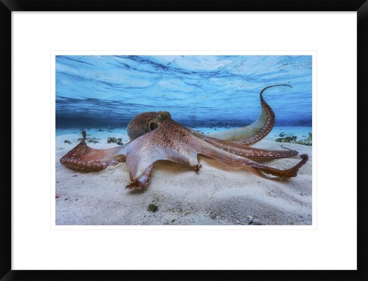 "Octopus" Framed Digital Print by Barathieu Gabriel, 26"x20"