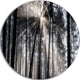 Sunbeams Through Black White Forest, Forest Round Wall Art, 36"