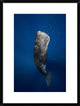 "Candle Sperm Whale" Framed Digital Print by Barathieu Gabriel, 22x30"