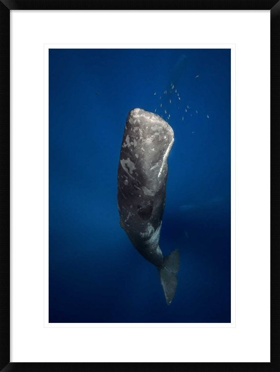"Candle Sperm Whale" Framed Digital Print by Barathieu Gabriel, 22x30"