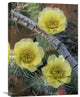 "Plains Pricklypear Arches National Park, Utah" Artwork, 18" x 24"