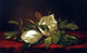 Martin Johnson Heade Magnoliae Grandeflorae, Gallery Wrapped Canvas, 18"x27"