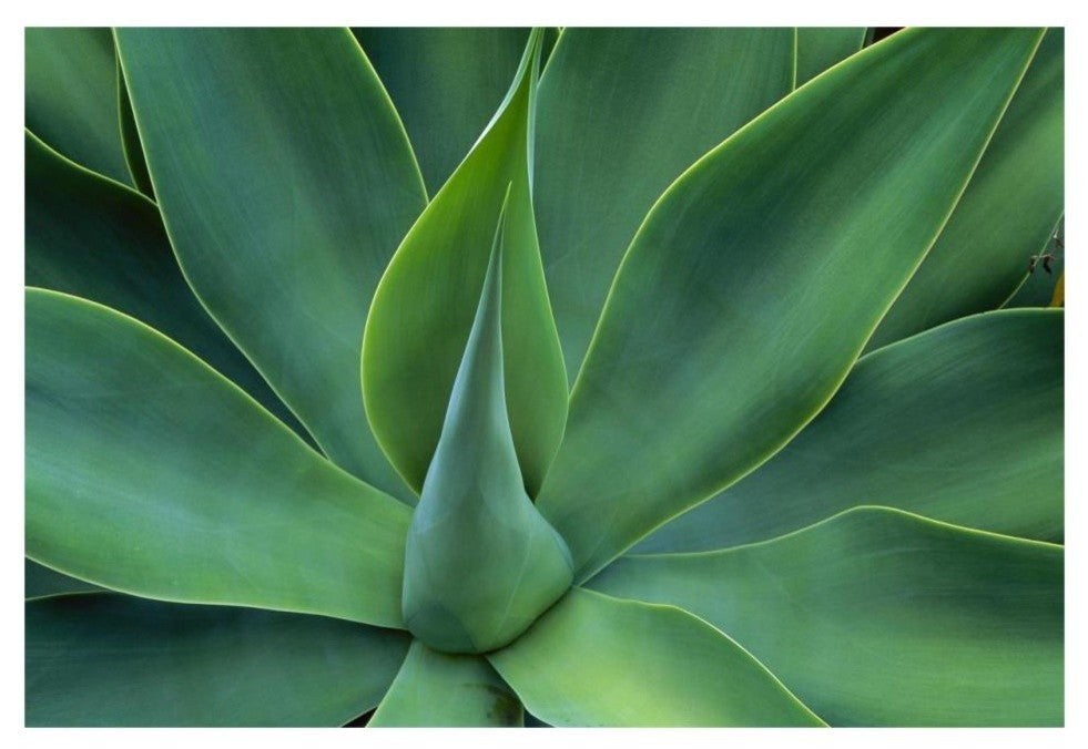 "Fox Tail Agave leaves, succulent, mountains of Mexico" Paper Art, 32"x22"
