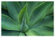 "Fox Tail Agave leaves, succulent, mountains of Mexico" Paper Art, 32"x22"