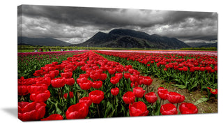 Rows of Bright Ruby Red Tulips, Large Landscape Canvas Art, 32"x16"