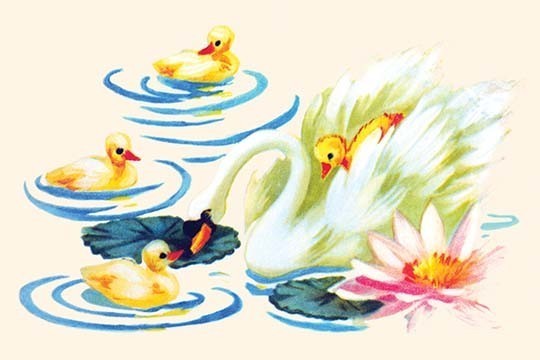 Swan and Babies - Gallery Wrapped Canvas Art 28" x 42"