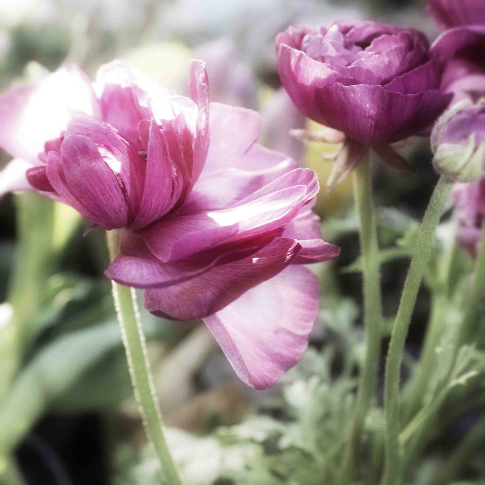 "Floral Melody VII" Painting Print on Canvas by Irena Orlov