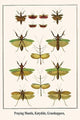 Praying Mantis, Katydids, Grasshoppers, - Gallery Wrapped Canvas Art 28" x 42"
