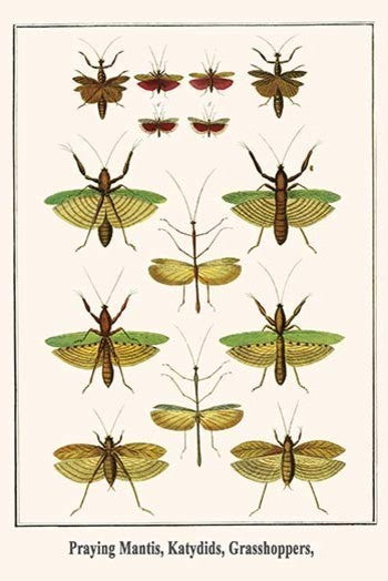 Praying Mantis, Katydids, Grasshoppers, - Gallery Wrapped Canvas Art 28" x 42"