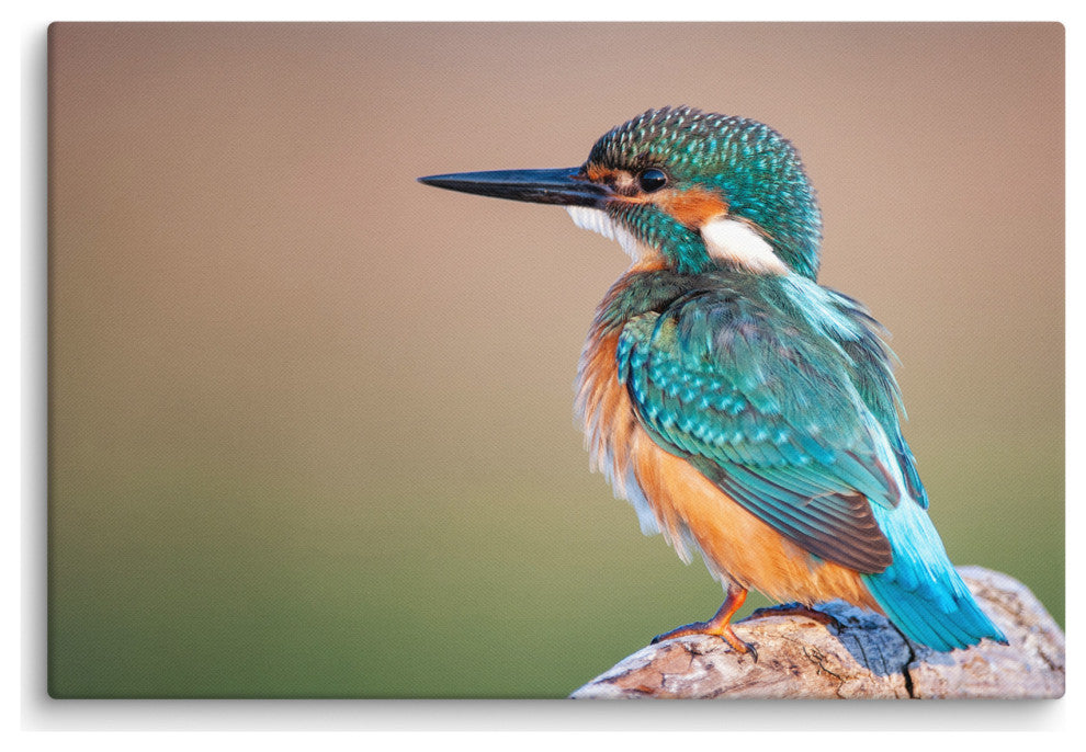 Common Kingfisher Bird on Perch Animal Wildlife Photograph Canvas Wall Art Print, 24" X 36"