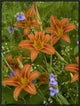 Orange Daylily With Virginia Spiderwort North America, 24"x32"