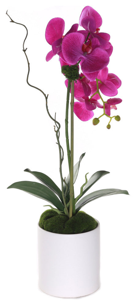 Purple Phalaenopsis Orchid, White Cylinder Pot
