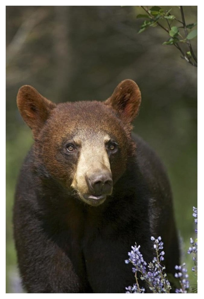 "Black Bear portrait, North America" Paper Print by Tim Fitzharris, 42"x62"