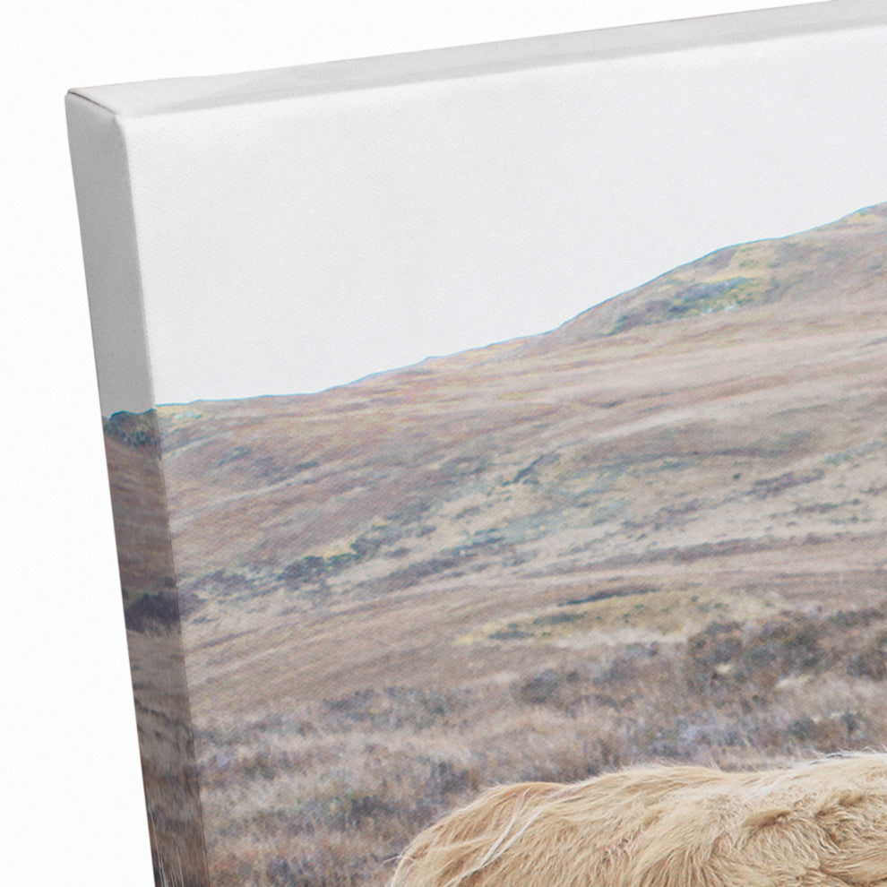 Highland Cow Landscape 18 x 12 Canvas Wall Art