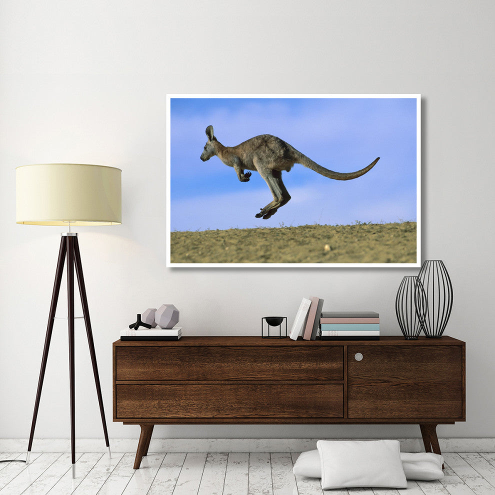 "Wallaroo or Euro Kangaroo hopping, Sturt, New South Wales" Paper Art, 62"x42"