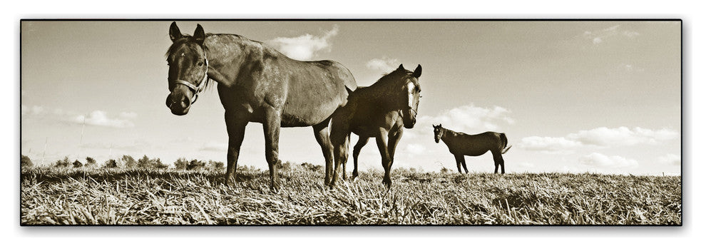 'Kentucky Horses' Canvas Art by Preston
