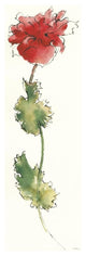 "Peony Form Poppies I" Digital Paper Print by Shirley Novak, 26"x74"