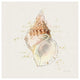 "Shell Collector III" Digital Paper Print by Katie Pertiet, 32"x32"