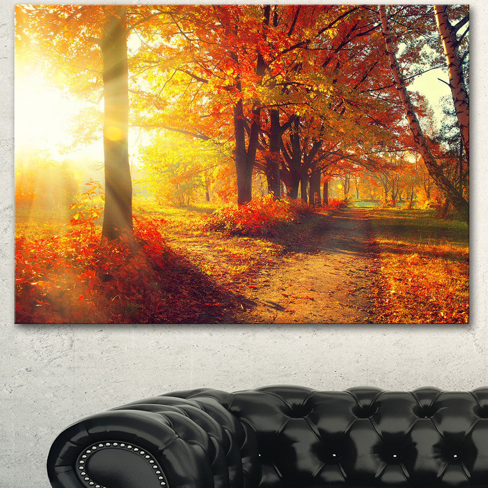 Autumnal Trees in Sunrays, Large Landscape Canvas Art Print, 60"x28"