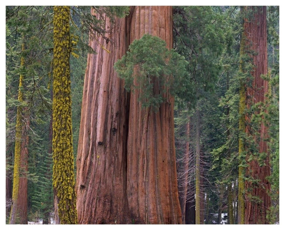 "Giant Sequoia trees, California" Digital Paper Print by Tim Fitzharris, 30"x24"