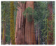 "Giant Sequoia trees, California" Digital Paper Print by Tim Fitzharris, 30"x24"