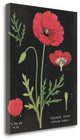 "Poppy Chart" By Sue Schlabach,Ready to Hang Giclee Print on Gallery Wrap Canvas