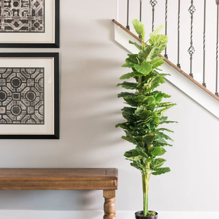 Lifestyle image showing the plant in a home setting (staircase and furniture) without text overlays; entire plant visible.