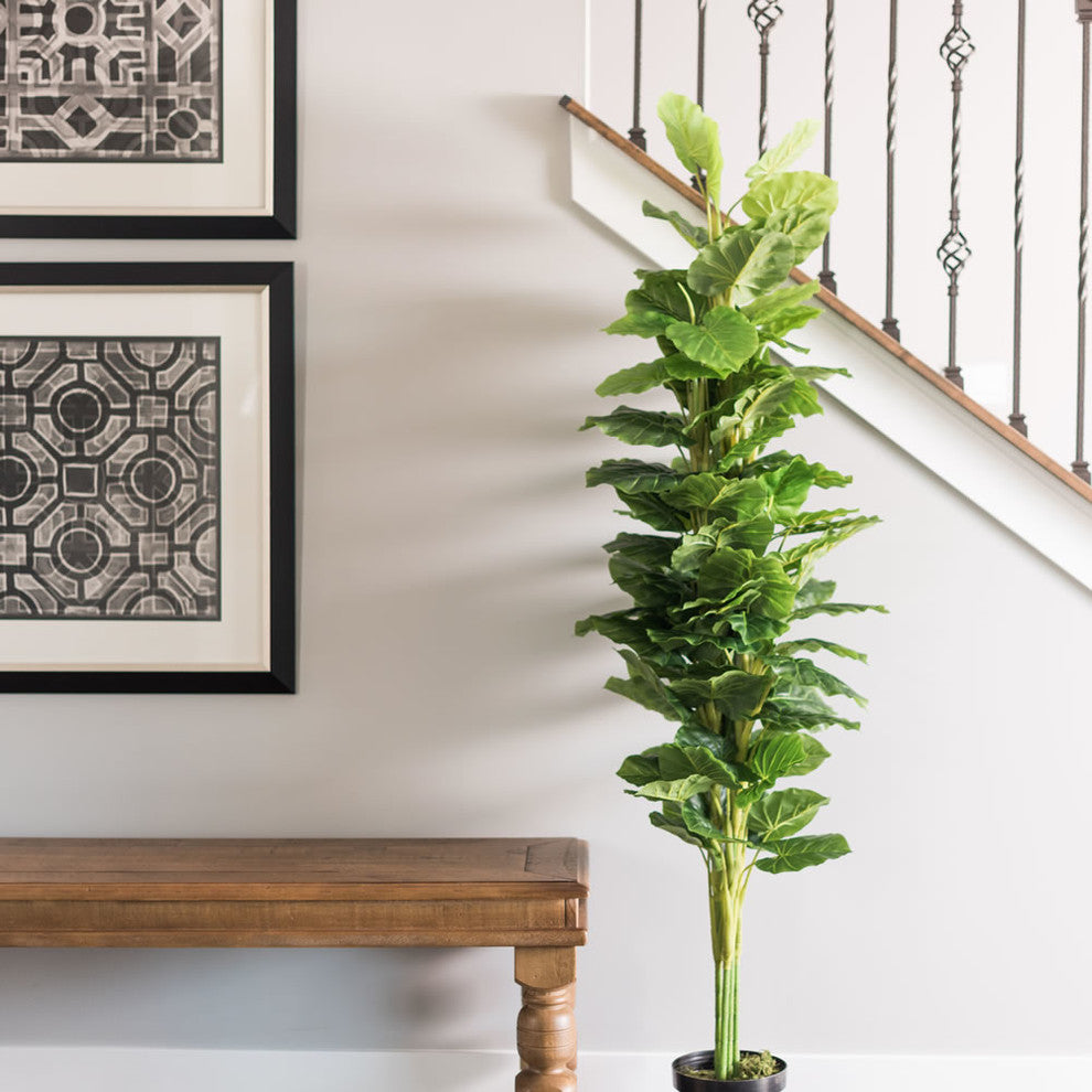 Lifestyle image showing the plant in a home setting (staircase and furniture) without text overlays; entire plant visible.