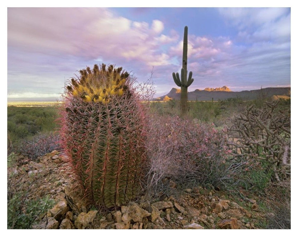 "Saguaro and Giant Barrel Cactus, Saguaro National Park" Paper Art, 18"x14"