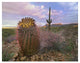 "Saguaro and Giant Barrel Cactus, Saguaro National Park" Paper Art, 18"x14"