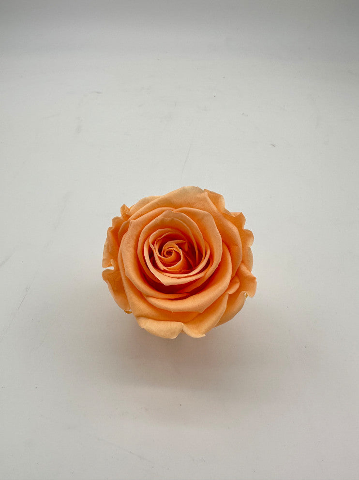 Regular Preserved Roses, Set of 8, Perfect Peach