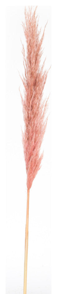 Vickerman 46" Dried Pampas Grass, Dusty Rose
