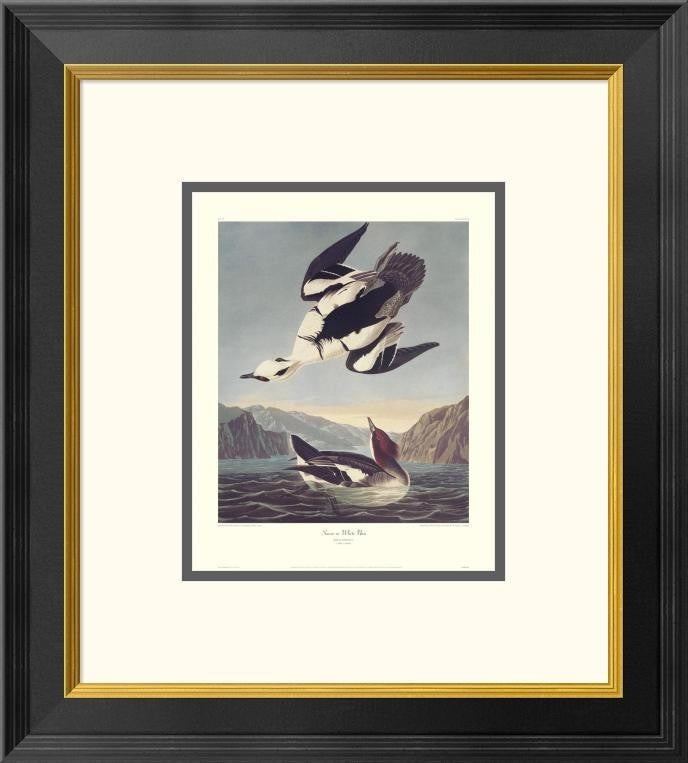 "Smew Or White Nun (decorative border)"  by John James Audubon, 18x20"