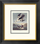 "Smew Or White Nun (decorative border)"  by John James Audubon, 18x20"