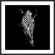 Zebra Single