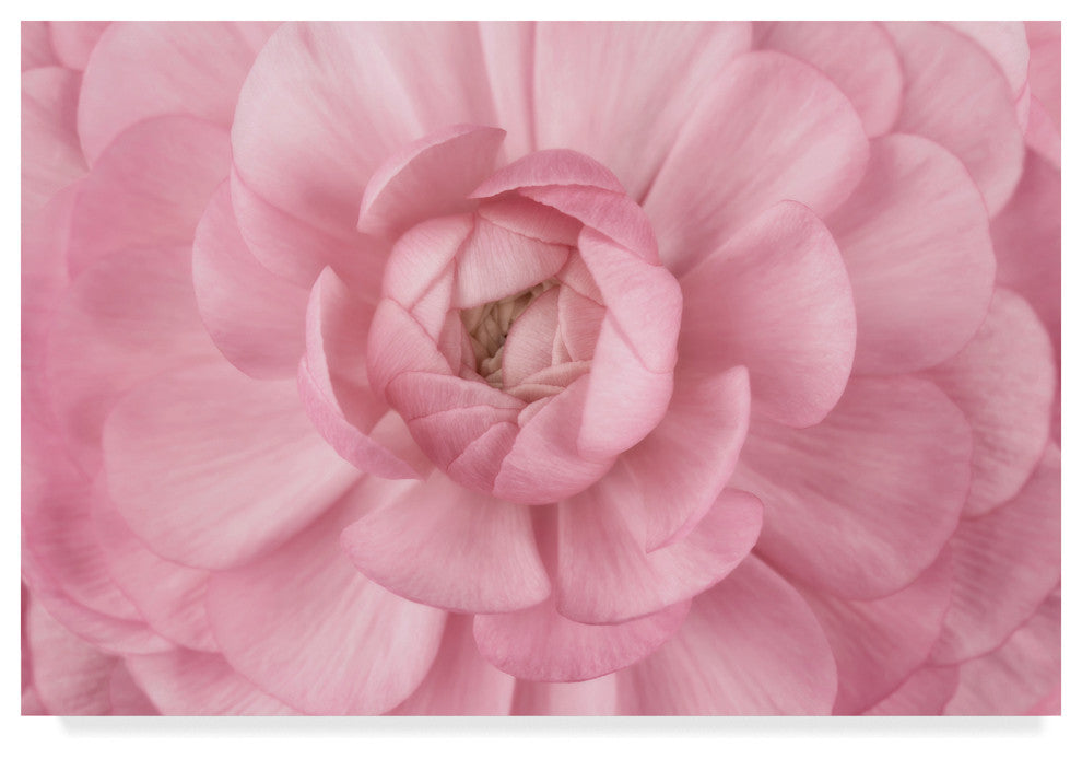 "Pink Flower Petals" by Cora Niele, Canvas Art, 12"x19"