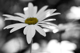 "Sun Speckled Daisy" Painting Print on Canvas